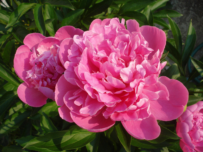 Peony. Bujor (2011, May 29) - BUJORI_Peony Paeonia