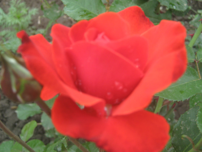 IMG_8389 - trandafiri 2012