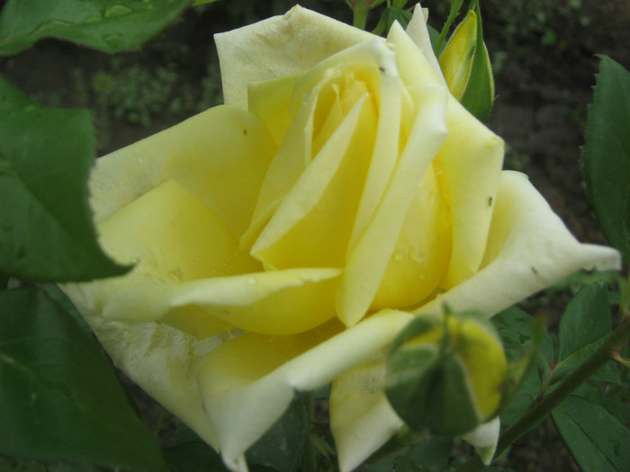 IMG_8391 - trandafiri 2012