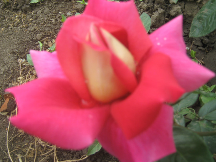 IMG_8397 - trandafiri 2012