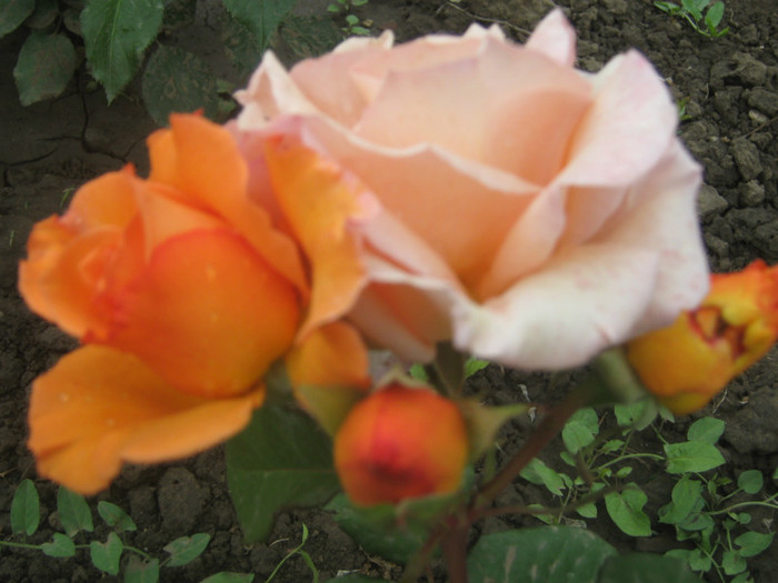 IMG_8398 - trandafiri 2012