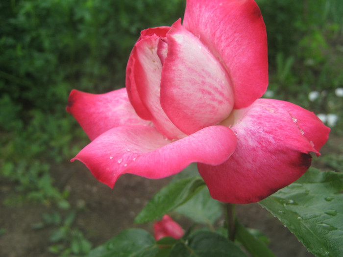 IMG_8405 - trandafiri 2012