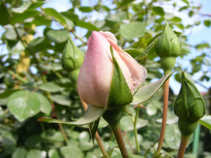 New Dawn; Urcator,flori roz (deschis-usor)25-40 petale,parfum moderat(2 din 5 puncte),h2,5-6m repeta ocazional
