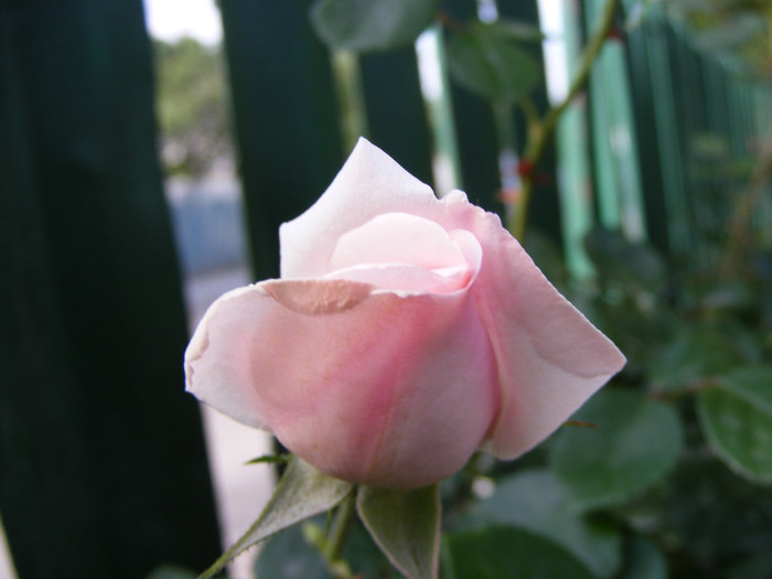 New Dawn; Urcator,flori roz (deschis-usor)25-40 petale,parfum moderat(2 din 5 puncte),h2,5-6m repeta ocazional
