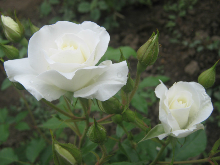 IMG_8410 - trandafiri 2012