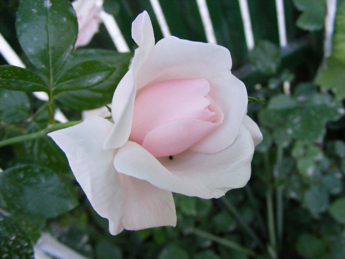 New Dawn; Urcator,flori roz (deschis-usor)25-40 petale,parfum moderat(2 din 5 puncte),h2,5-6m repeta ocazional
