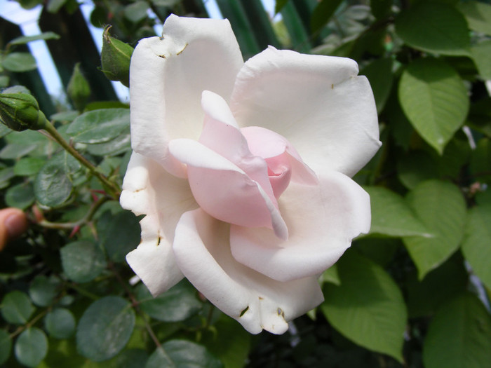 New Dawn; Urcator,flori roz (deschis-usor)25-40 petale,parfum moderat(2 din 5 puncte),h2,5-6m repeta ocazional
