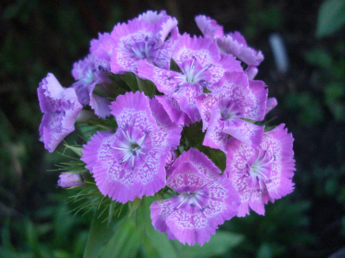 Dianthus barbatus (2011, June 01) - Dianthus Barbatus