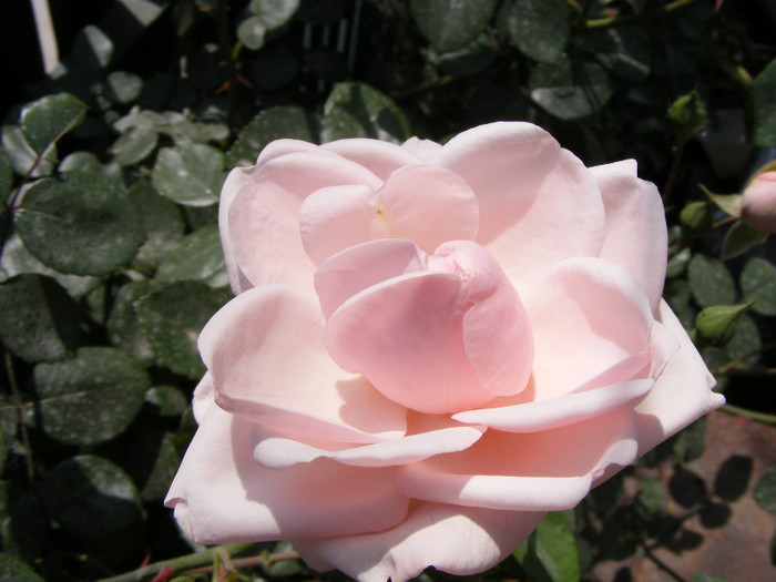 New Dawn; Urcator,flori roz (deschis-usor)25-40 petale,parfum moderat(2 din 5 puncte),h2,5-6m repeta ocazional
