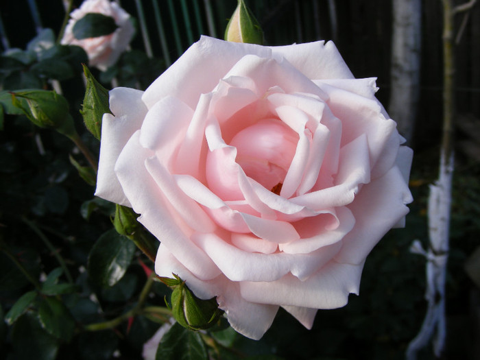 New Dawn; Urcator,flori roz (deschis-usor)25-40 petale,parfum moderat(2 din 5 puncte),h2,5-6m repeta ocazional
