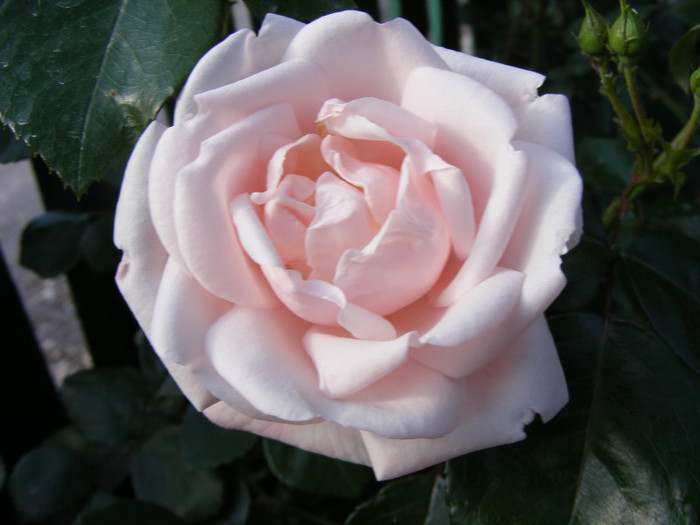 New Dawn; Urcator,flori roz (deschis-usor)25-40 petale,parfum moderat(2 din 5 puncte),h2,5-6m repeta ocazional
