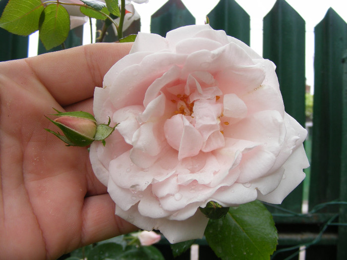 New Dawn; Urcator,flori roz (deschis-usor)25-40 petale,parfum moderat(2 din 5 puncte),h2,5-6m repeta ocazional
