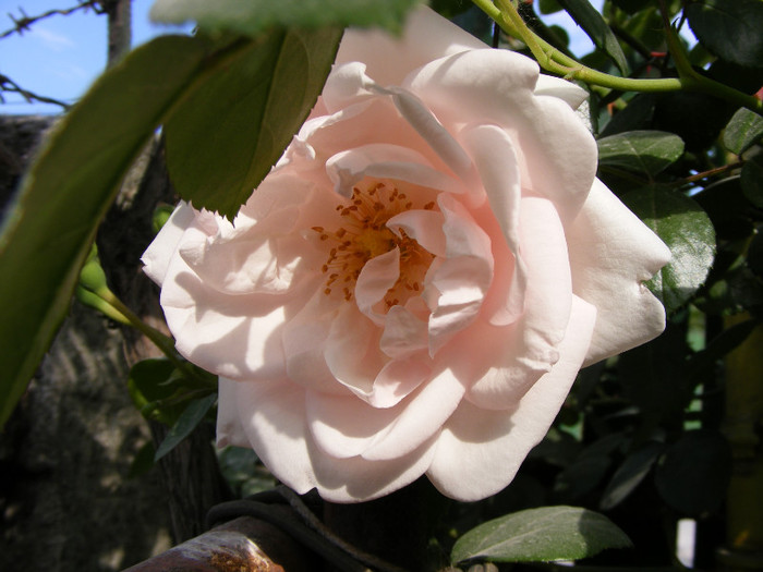 New Dawn; Urcator,flori roz (deschis-usor)25-40 petale,parfum moderat(2 din 5 puncte),h2,5-6m repeta ocazional
