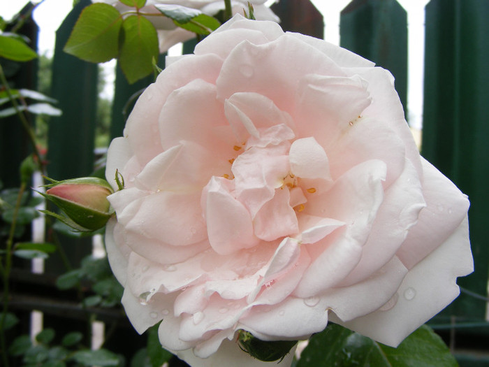 New Dawn; Urcator,flori roz (deschis-usor)25-40 petale,parfum moderat(2 din 5 puncte),h2,5-6m repeta ocazional
