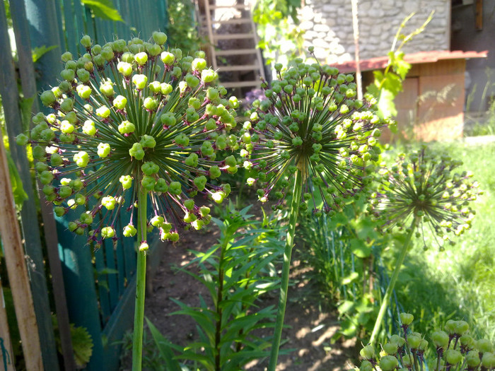 ceapa deco (Allium) - VARA 2011