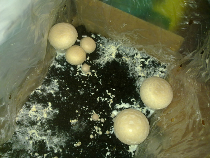 ciuperci de la Sieberz - VARA 2011
