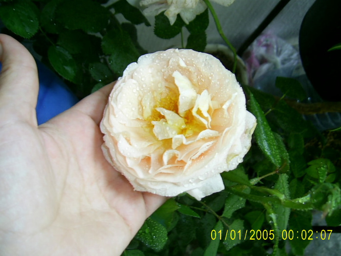 abraham darby dimineata