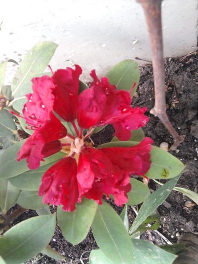 Fotografie0523 - Rhododendroni