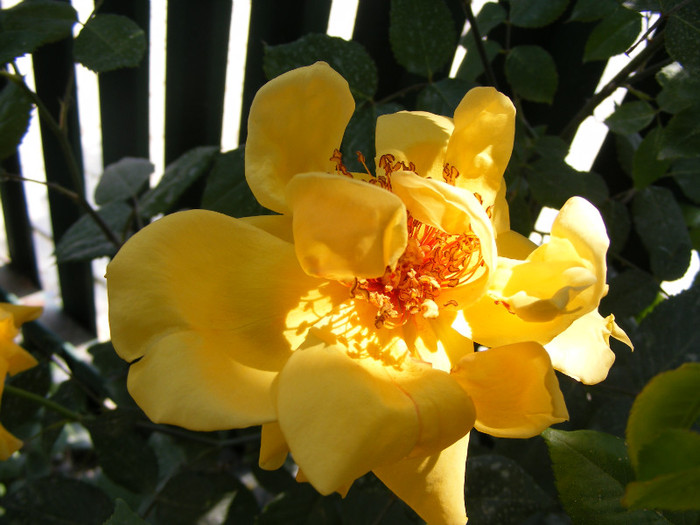 Golden Showers; Urcator,floare mediu-mare,20-30 petale,frunze mijlocii semilucioase,h3-4m,repeta ocazional
