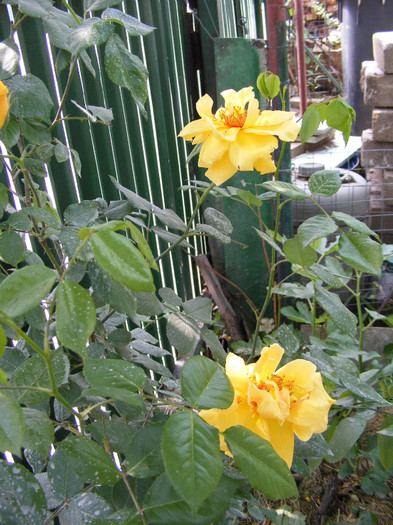 Golden Showers; Urcator,floare mediu-mare,20-30 petale,frunze mijlocii semilucioase,h3-4m,repeta ocazional
