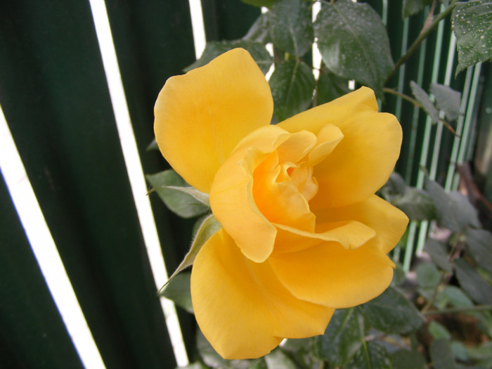 Golden Showers; Urcator,floare mediu-mare,20-30 petale,frunze mijlocii semilucioase,h3-4m,repeta ocazional
