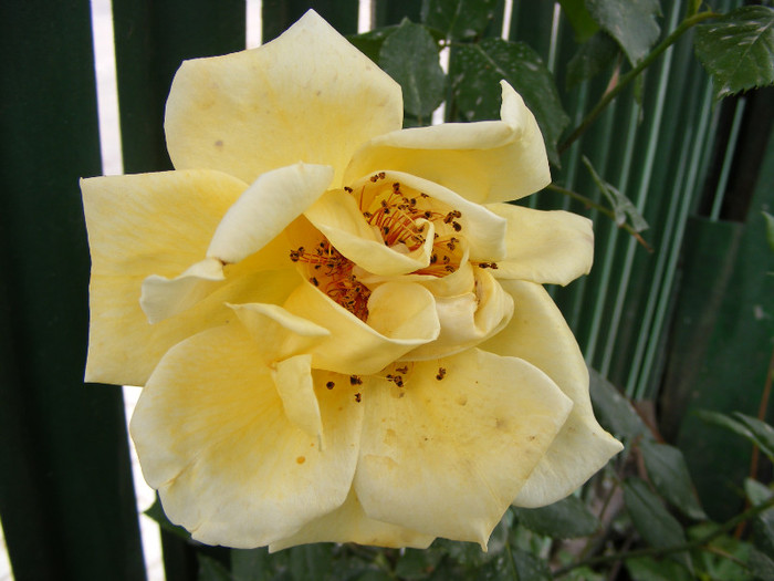 Golden Showers; Urcator,floare mediu-mare,20-30 petale,frunze mijlocii semilucioase,h3-4m,repeta ocazional
