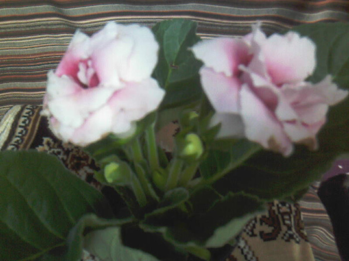 Strawberry Ice Cream