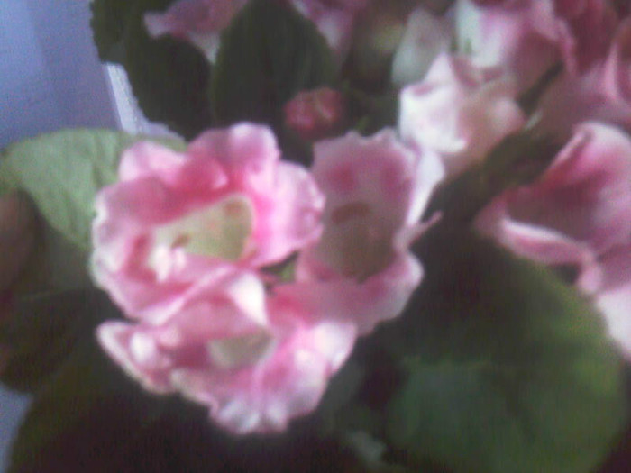 rosalinda - Gloxinia 2011