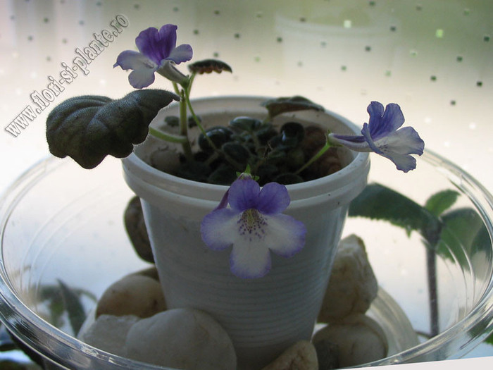 Sinningia Razzmatazz 9 - GLOXINIA _ SINNINGIA