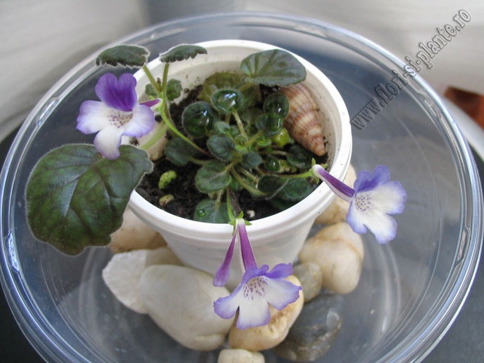 Sinningia Razzmatazz 10 - GLOXINIA _ SINNINGIA