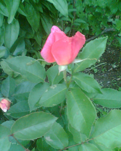 Picture 015 - Trandafirii mei 2011