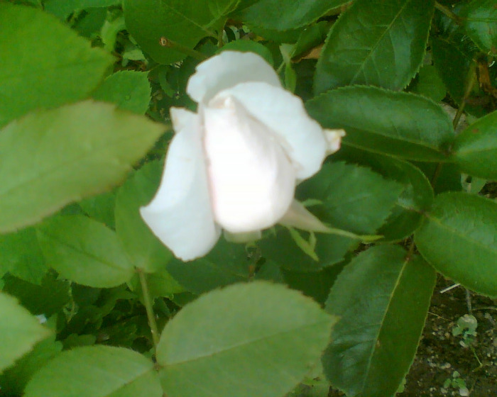 Picture 021 - Trandafirii mei 2011