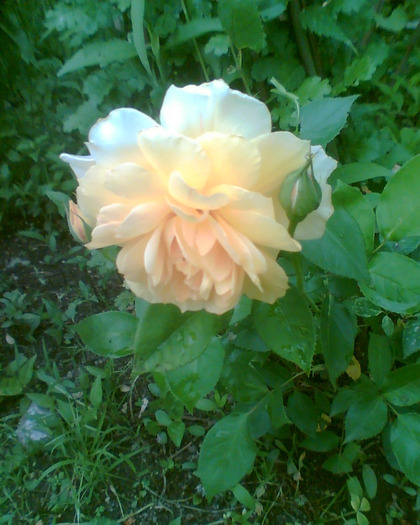 Picture 022 - Trandafirii mei 2011