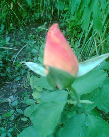 Picture 023 - Trandafirii mei 2011