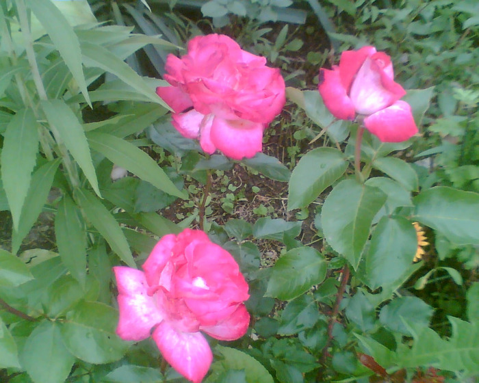 Picture 029 - Trandafirii mei 2011