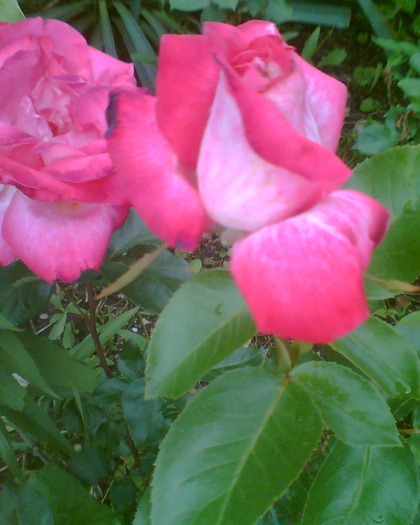Picture 030 - Trandafirii mei 2011