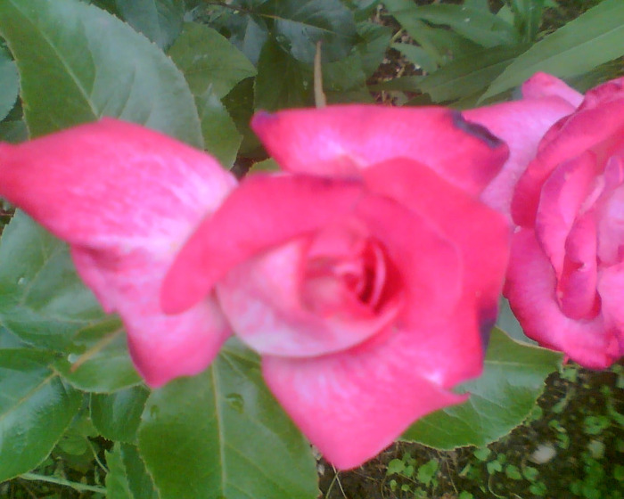 Picture 031 - Trandafirii mei 2011