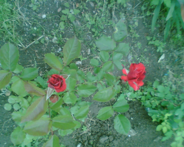 Picture 033 - Trandafirii mei 2011