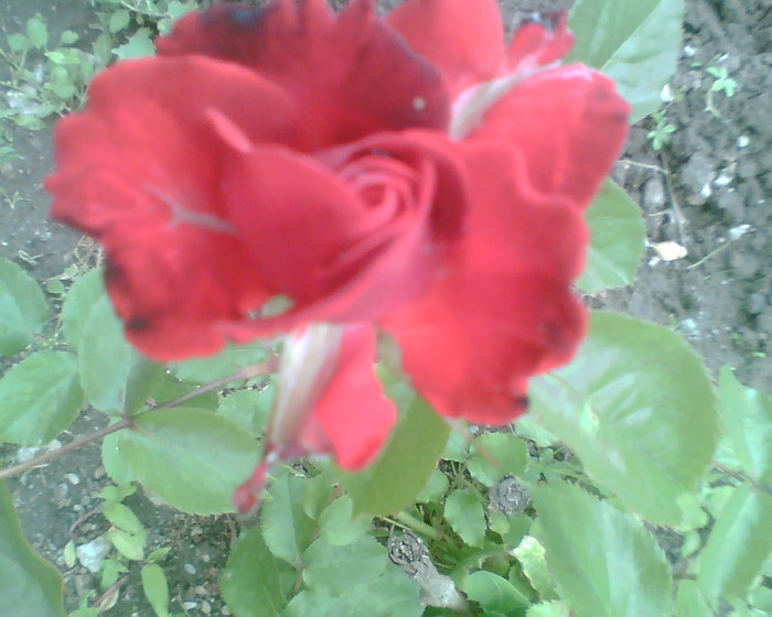 Picture 034 - Trandafirii mei 2011