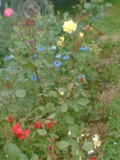 Picture 054