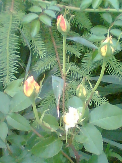 Picture 059