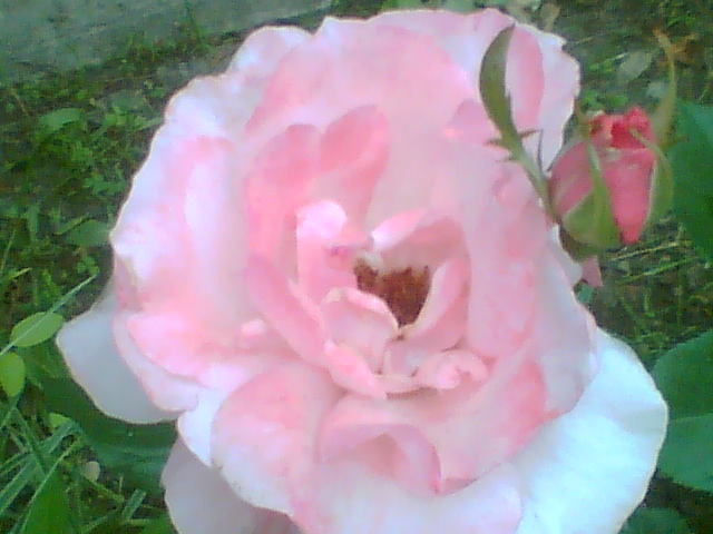 Picture 061