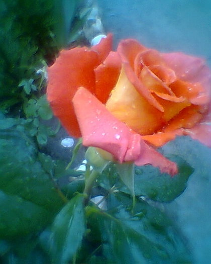 trandafir portocaliu - TRANDAFIRI 2011