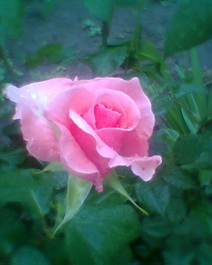 trandafir roz - TRANDAFIRI 2011