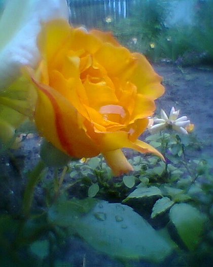 trandafir galben - TRANDAFIRI 2011