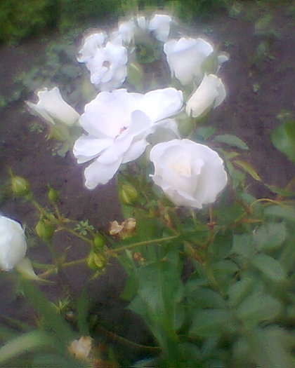 trandafir alb buchetar