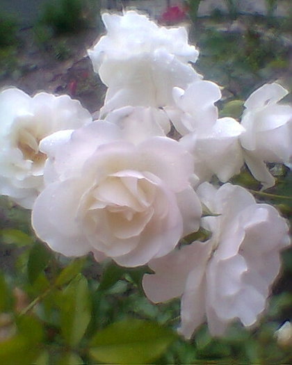 trandafir alb buchetar