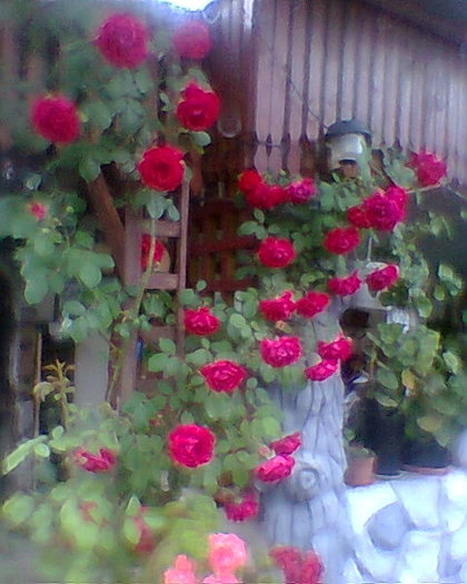 trandafir urcator rosu