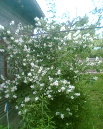 Picture 005 - Diverse flori