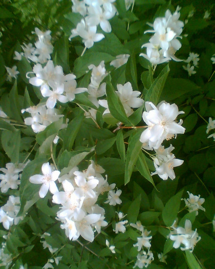 Picture 006 - Diverse flori
